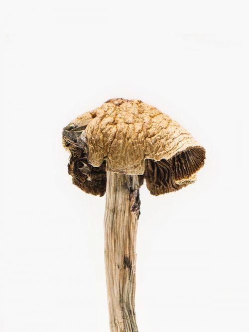 Brazilian Magic Mushrooms