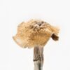 Burmese Magic Mushrooms